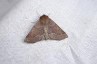 Crocallis tusciaria