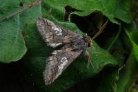 Diloba caeruleocephala