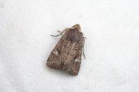 Dryobota labecula