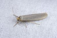 Eilema caniola