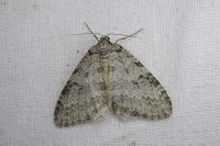 Epirrita dilutata