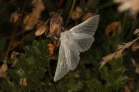 Leucoma salicis