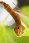 Hippotion celerio