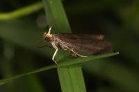 Salebriopsis albicilla