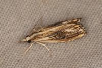 Catoptria verellus