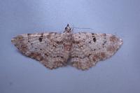 Eupithecia abietaria