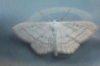 Scopula subpunctaria