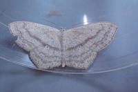 Scopula nigropunctata