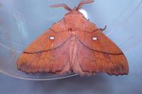 Odonestis pruni