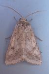 Helicoverpa armigera