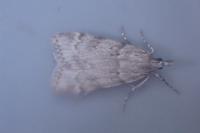Scoparia subfusca