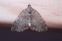 Hydriomena impluviata impluviata