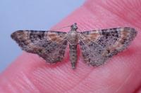 Eupithecia linariata
