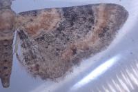 Eupithecia linariata