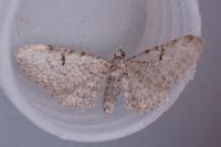 Eupithecia distinctaria