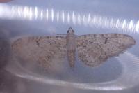 Eupithecia distinctaria