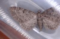 Eupithecia subfuscata
