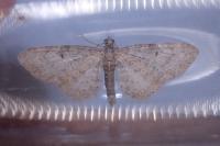 Eupithecia subfuscata