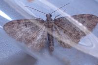 Eupithecia subfuscata
