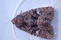 Mesapamea secalis