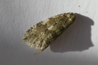 Epirrita