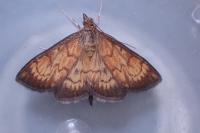 Ecpyrrhorrhoe rubiginalis