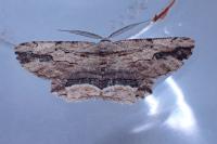Menophra abruptaria