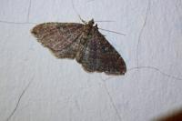 Nycterosea obstipata