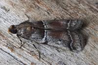 Alophia combustella