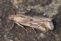 Asalebria florella