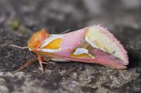 Axia margarita