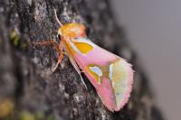 Axia margarita
