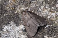 Apaidia mesogona