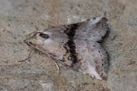 Zebeeba falsalis