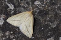 Aspitates gilvaria