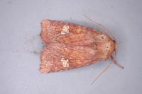 Amphipoea oculea