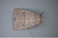 Hoplodrina respersa