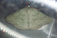 Pseudoterpna pruinata