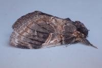 Notodonta tritophus