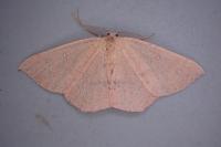 Cyclophora puppillaria