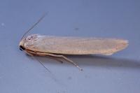 Manulea palliatella