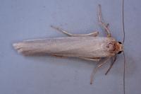 Manulea palliatella