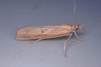 Pediasia contaminella