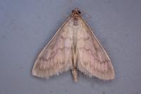 Paratalanta pandalis