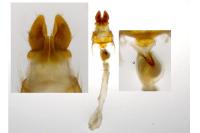 Mesapamea secalis