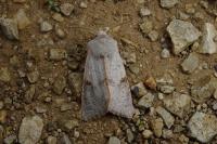 Ammopolia witzenmanni