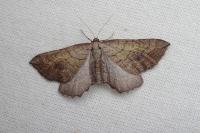 Coenocalpe millierata