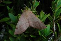 Colotois pennaria