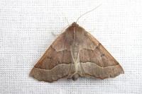 Crocallis tusciaria