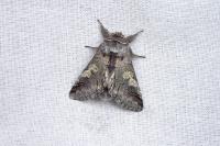Diloba caeruleocephala